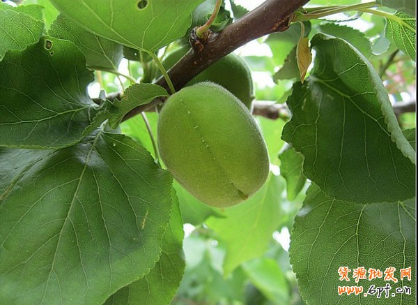 開網(wǎng)店用什么相機(jī)好之微距效果