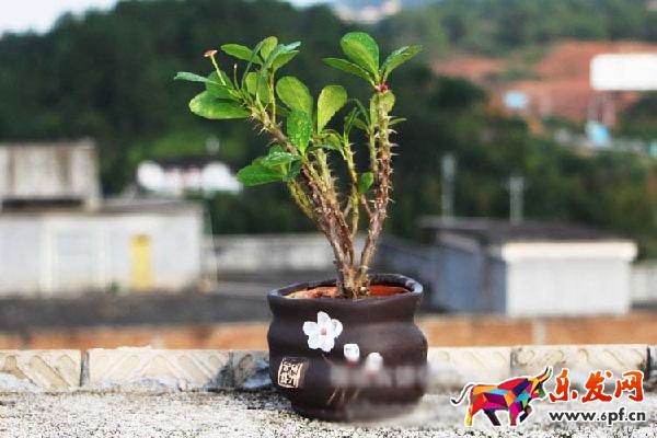 如何作一個圖文并茂，引人入勝的詳情頁?